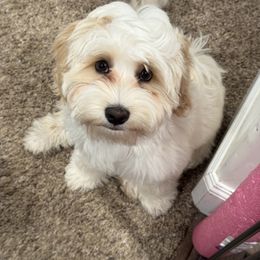 Bluey - Cream male Australian Labradoodle puppy in Newdale, Idaho from Grand Peaks Labradoodles