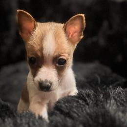 Boy 2 - male Chihuahua puppy in Richland, Washington from Northwest Paws