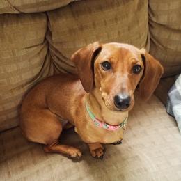 Chatty - Dachshund