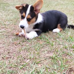 Cardigan Welsh Corgi Puppies from Grand Oaks Cardigan Welsh Corgis