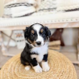 PICKLES - Black tri-color female Australian Shepherd puppy in Pendleton, Oregon from High West Aussies