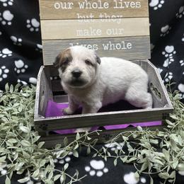 Rosie - Red speckled female Australian Cattle Dog puppy in Saint Albans, Maine from Australian Cattle Cuties and littles