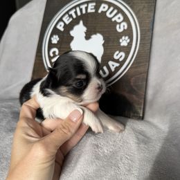 Candy - Black and white female Chihuahua puppy in Dayton, Ohio from Petite Pups