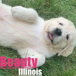Golden Retriever Puppies from Nina's Golden hour
