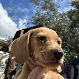 Mercury - Sable male Dachshund puppy in Winter Park, Florida from Reed's Radiant Dogs