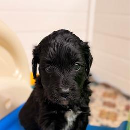 Wednesday - Black and white female Aussiedoodle puppy in Mulino, Oregon from Korbella Farm