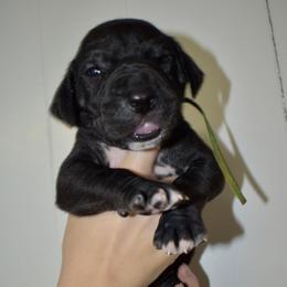 Maker's Mark - Black and white male Great Dane puppy in Chapmansboro, Tennessee from Balthrop Bend Farms