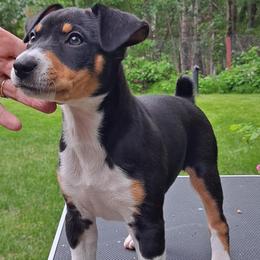 Rat Terrier Puppies from Far North Rat Terriers