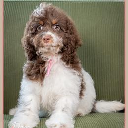 Rue - Brown and white female Cockapoo puppy in Connersville, Indiana from Deaz Doodle Ranch