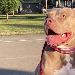 American Bullies from Golden Crescent Bullies