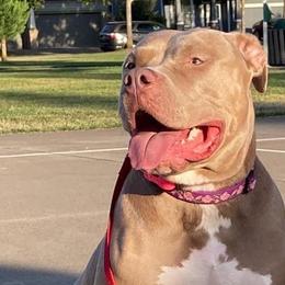 American Bullies from Golden Crescent Bullies