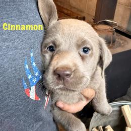 Cinnamon - Silver female Dilute Retriever puppy in Somerset, Pennsylvania from Chickentown Labradors