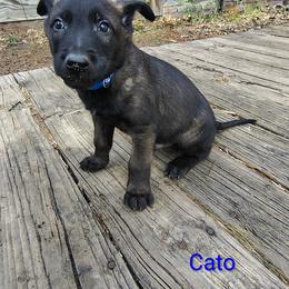 Cato - Fawn sable male Belgian Malinois puppy in Alger, Michigan from Aspen’s Edge Kennel