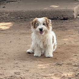 Pearl - White and tan female Russell Terrier puppy in Oklahoma from Elite Russell Terriers