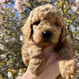 Girl 2 - Cream Goldendoodle puppy in Draper, Utah from CNC's Darling Doodles