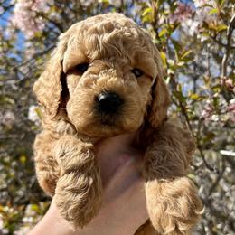 Girl 2 - Cream Goldendoodle puppy in Draper, Utah from CNC's Darling Doodles