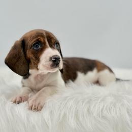 Britty - Piebald female Dachshund puppy in Litchfield, Illinois from Charmm Dachshunds