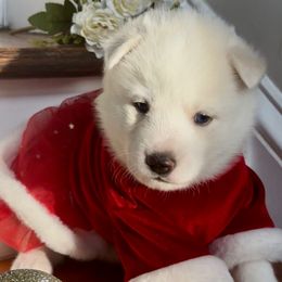 Cali - White female Siberian Husky puppy in Atlanta, Georgia from Lobban Huskies