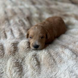 Cobbler - Apricot male Goldendoodle puppy in Jacksonville, Florida from Dandelion Doodles