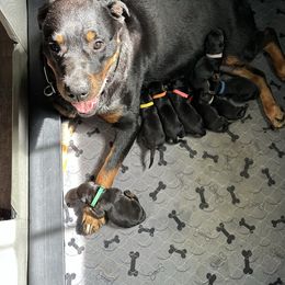 Boy 4 - Black and mahogany male Rottweiler puppy in Ridgeland, South Carolina from VHK Rottweilers