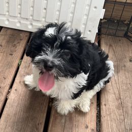 Riot - Black and white male Havanese puppy in Kansas City, Missouri from G's Havanese