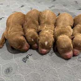 Girl 1 (Reserved) - Red  female Goldendoodle puppy in Ruthorfordton, North Carolina from Duncan Doodles Goldendoodles