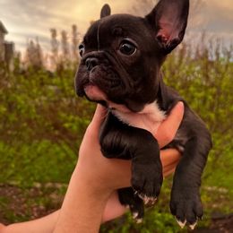 French Bulldog Puppies from De Los Angeles Breeding