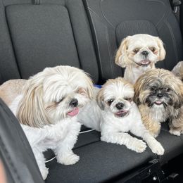 Shih Tzus from Kelly Clark's Shih Tzu