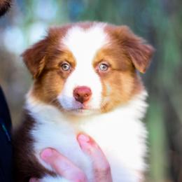 Sweet Potato - Red tri-color female Australian Shepherd puppy in Belton, Texas from Brilliant Beautiful Australian Shepherds