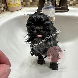 Shih Tzu Puppies from Shurbeez Shih Tzu