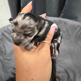 Merle girl - Blue merle female Pomeranian puppy in Moody, Texas from Luxury Pets of Central Texas