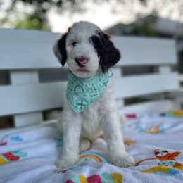 Sheepadoodle Puppies from Pawsome Doodle Haven