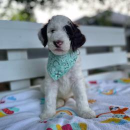 Sheepadoodle Puppies from Pawsome Doodle Haven