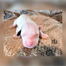 Ma - Parti female Goldendoodle puppy in Cherryville, North Carolina from Mercy Doodles