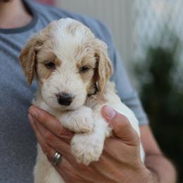Lucky - Parti male Goldendoodle puppy in Cherry Creek, New York from Doodles Pups of NY
