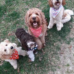 Goldendoodles from Mountain Doods