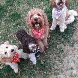 Goldendoodles from Mountain Doods