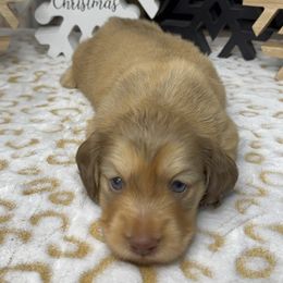 Sugar - Cream female Dachshund puppy in Cherry Valley, California from Sugar and Spice Dachshunds