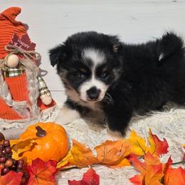 Rose - Tri-color female Pomsky puppy in Elgin, Oregon from Kenna'z Kuddly Pomskiez