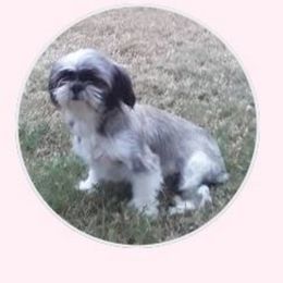 Pepper - Black white and silver female Shih Tzu puppy in Grand Prairie, Texas from R&R Shih-Tzus & Stud Services
