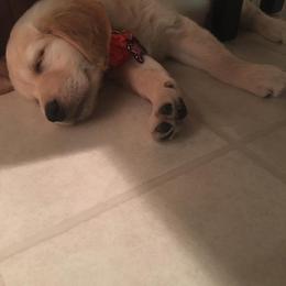 Golden Retriever Puppies from Southern Golden Retrievers