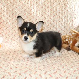 Tucker - Black and tan male Pembroke Welsh Corgi puppy in Morton, Mississippi from Crown AB Farms Pembroke Welsh Corgis