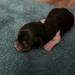 Jack - Parti male Yorkshire Terrier puppy in Laughlin, Nevada from Dani’s Yorkie’s