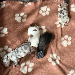 Pomeranian puppies from Precious Paws by Jai