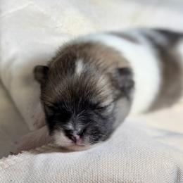 Girl 1 - Orange parti female Pomeranian puppy in Snohomish County, Washington from Heartlove Poms