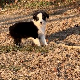 Sage - Black tri-color female Australian Shepherd puppy in Beaverdam, Virginia from Cimmarun Farm Aussies