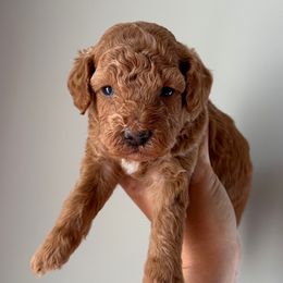 Bella - Red  female Goldendoodle puppy in Asheboro, North Carolina from Southern Bred Pups