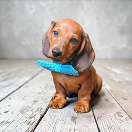 The Gentleman - Red male Dachshund puppy in Mountain Grove, Missouri from Blueprint K9 Dachshunds- www.BlueprintK9.com