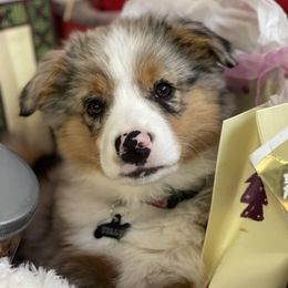Aussiedoodle and Labradoodle Puppies from McDoodles of Texas