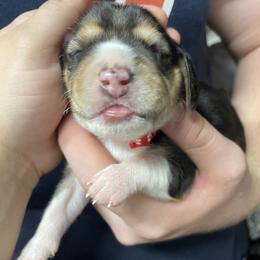 Girl 3 - Beagle puppy from Trevillian Beagles